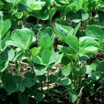 this agronomic image shows young soybeans.