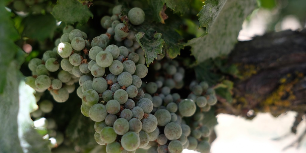 This agronomic image shows untreated grapes.