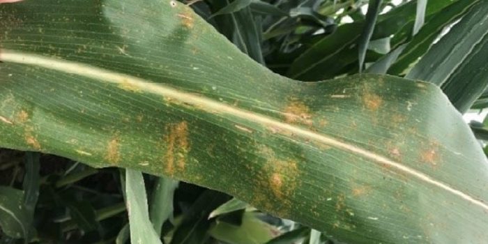 This agronomic image shows common rust.