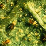 this agronomic image shows spider mites.