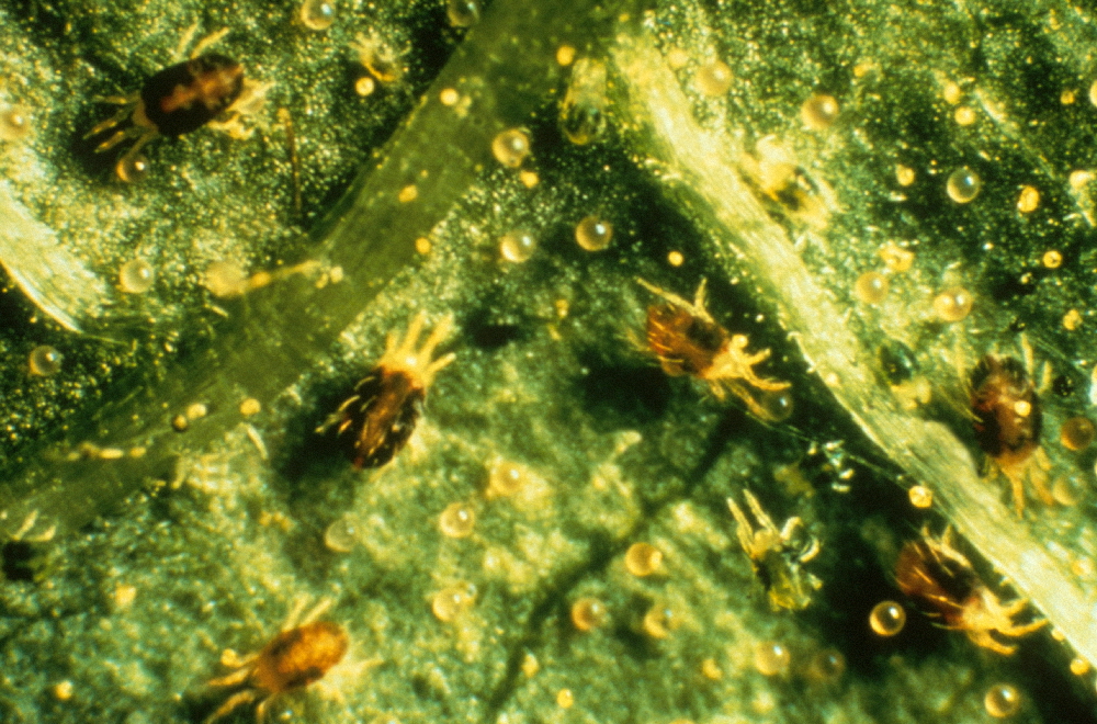 this agronomic image shows spider mites.