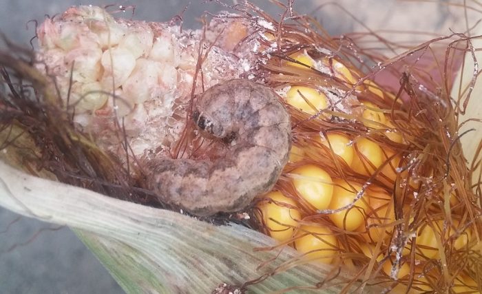 this agronomic image shows a western bean cutworm in corn.