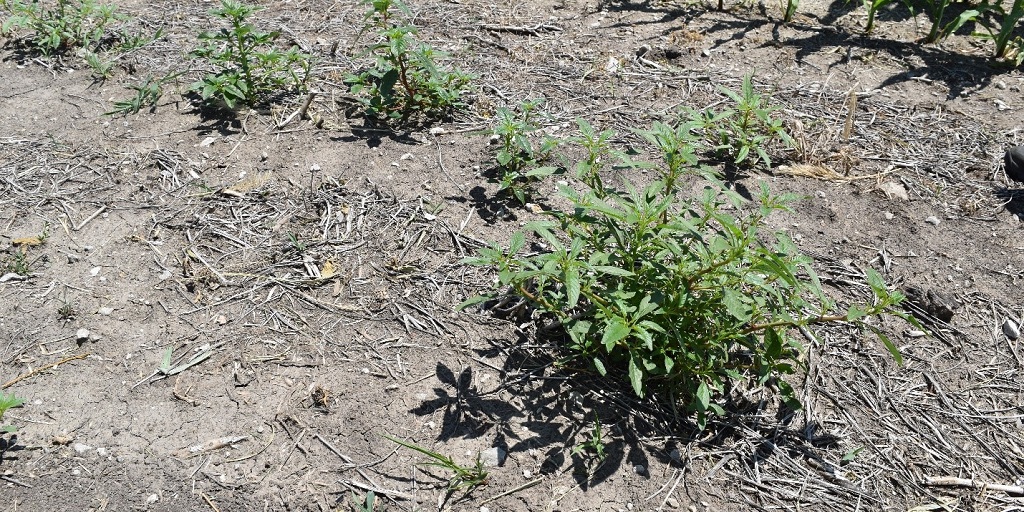 This agronomic image shows waterhemp in soybean fields