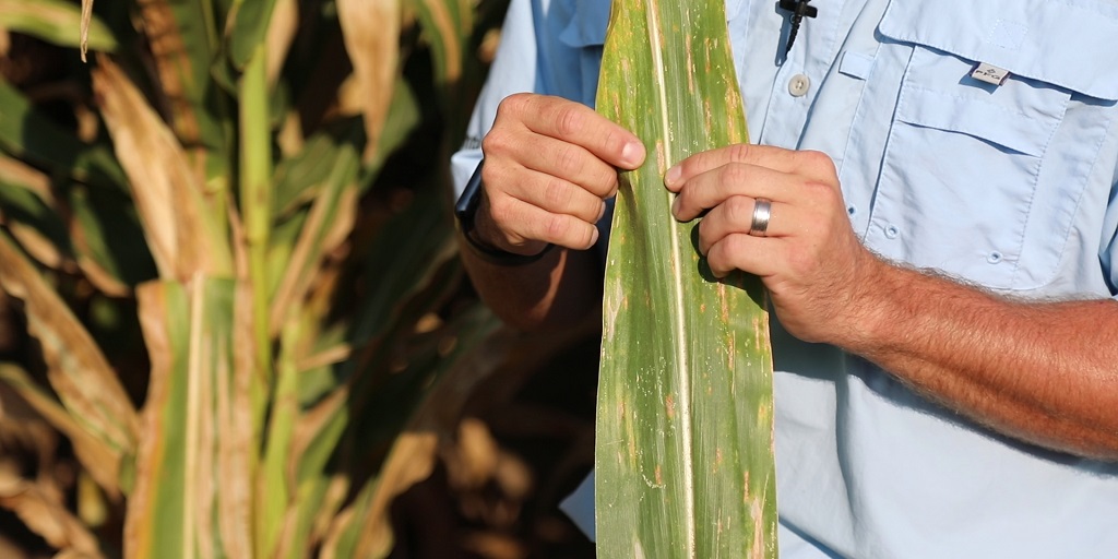 GLS on untreated corn leaves.