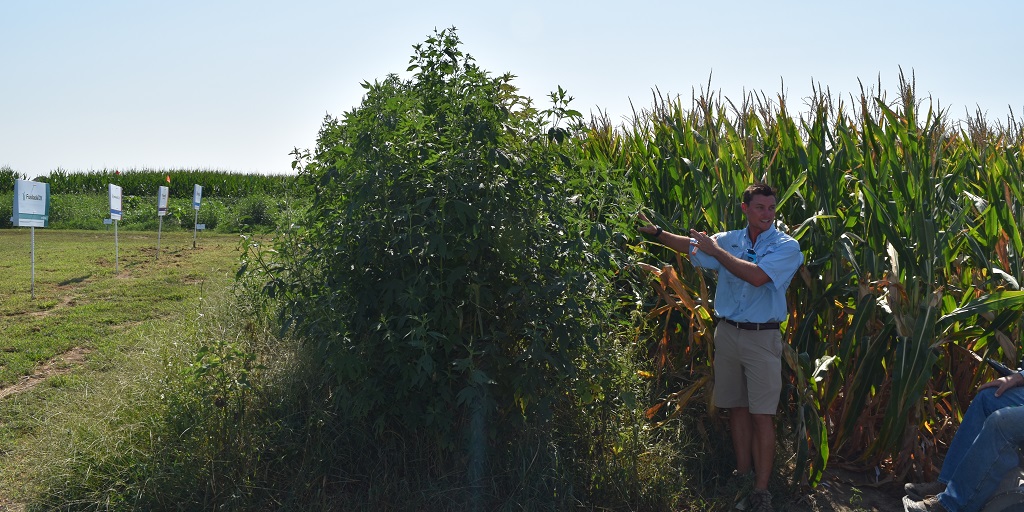 This agronomic image shows giant ragweed.
