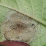 This agronomic image shows late blight on a potato leaf.