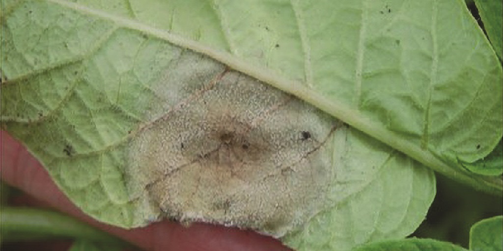 This agronomic image shows late blight on a potato leaf.
