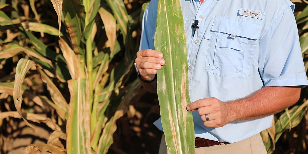 NCLB on untreated corn leaves.