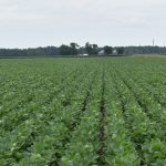 This agronomic image shows soybean fields.