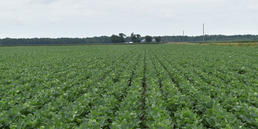 This agronomic image shows soybean fields.