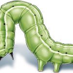 This illustrated image shows a soybean looper.
