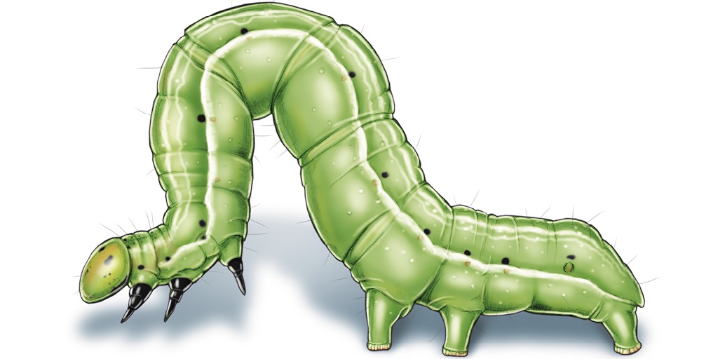 This illustrated image shows a soybean looper.