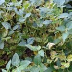 This agronomic image shows sudden death syndrome on soybeans.