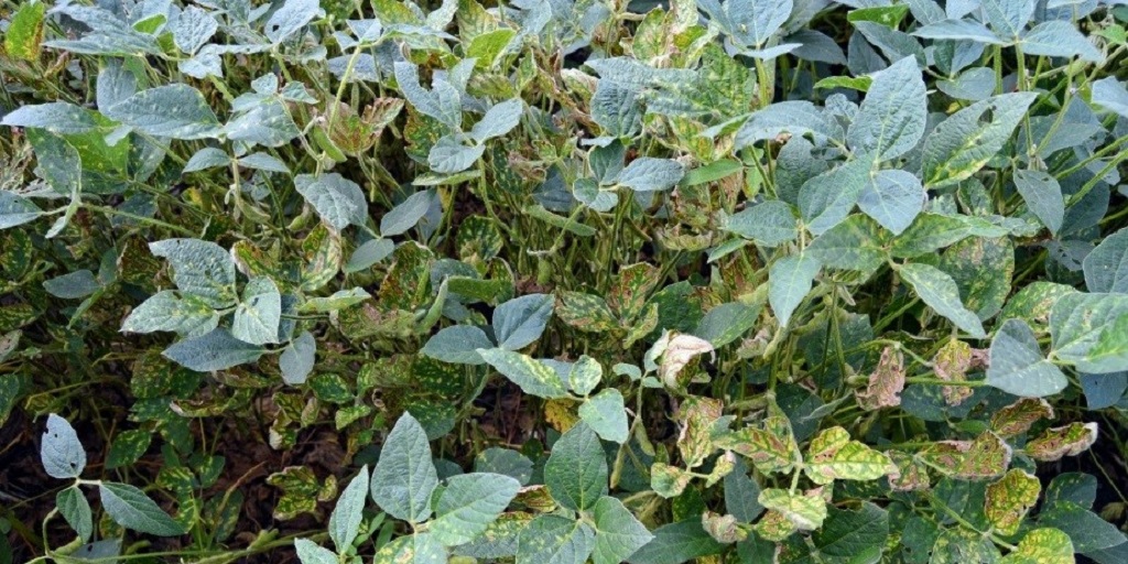 This agronomic image shows sudden death syndrome on soybeans.