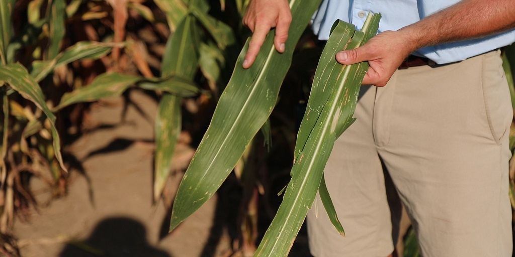 A corn leaf from above the ear leaf (L) shows no significant signs of disease while a leaf from below the ear leaf (R) shows some disease pressure – indicating that the V5 application of Trivapro halted the spread of disease up the plant.