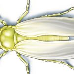 This illustrated image shows silverleaf whitefly