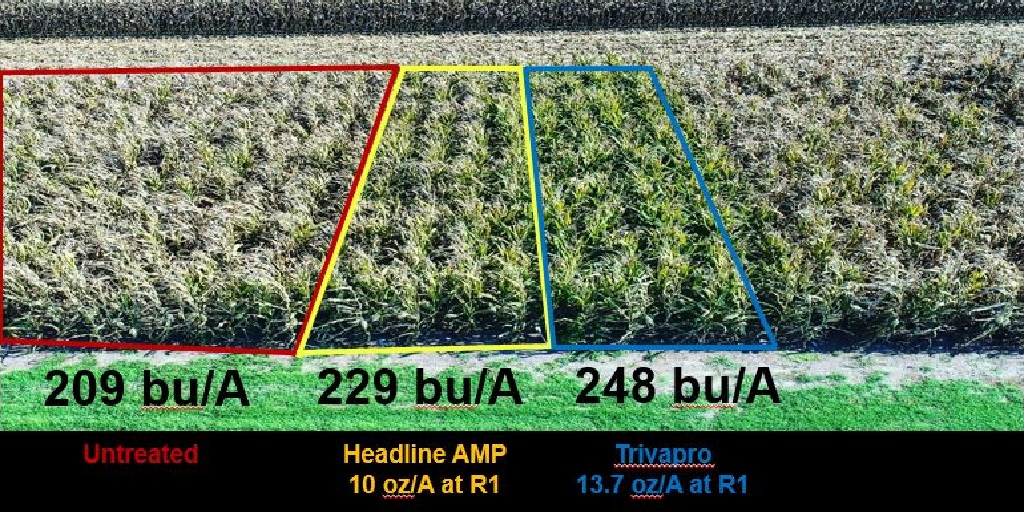 Corn treated with Trivapro at R1 shows a significant yield advantage.