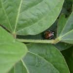 This agronomic image shows a Japanese beetle in soybeans.