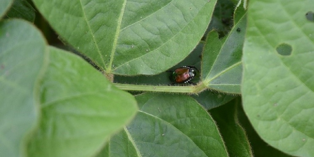 This agronomic image shows a Japanese beetle in soybeans.