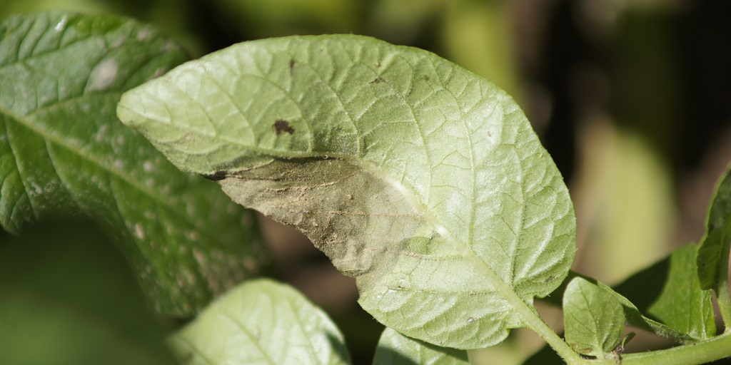 This agronomic image shows late blight in potatoes