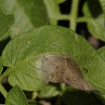 This agronomic image shows late blight in potato leaves.