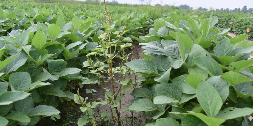 This agronomic image shows Palmer pigweed in soybeans.