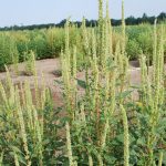 This agronomic image shows pigweed escapes in soybeans.