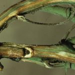 This agronomic image shows Fusarium wilt management on tomato roots