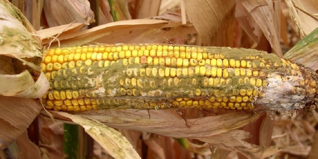 This agronomic image shows Ear infected with Aspergillus (green area) and Fusarium (white area)