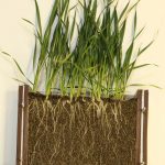 This agronomic image shows Healthy root systems and vigorous plants as a result of Syngenta seed treatment