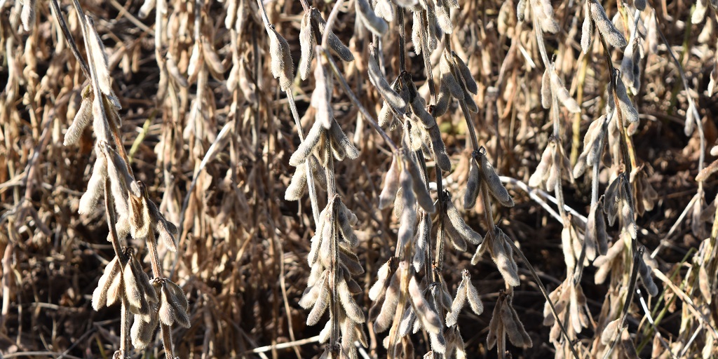 This agronomic image shows soybeans ready for harvest.