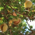 This agronomic image shows almonds