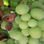 This agronomic image shows botrytis on grapes.