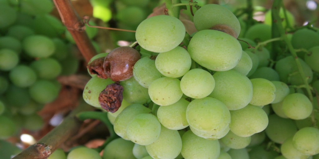 This agronomic image shows botrytis on grapes.