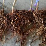 This agronomic image shows phytophthora on tree nut roots