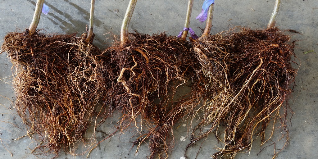 This agronomic image shows phytophthora on tree nut roots