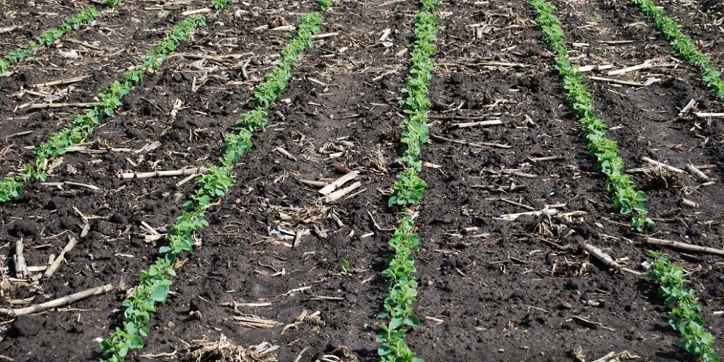this agronomic image shows young soybean seedlings