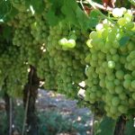 This agronomic image shows grapes.