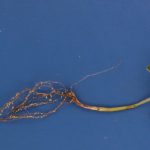 Adult SCN females on soybean roots.