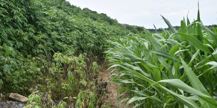 This agronomic image shows A clear line between an embankment covered with giant ragweed and corn highlights the performance of Acuron followed by Halex GT.