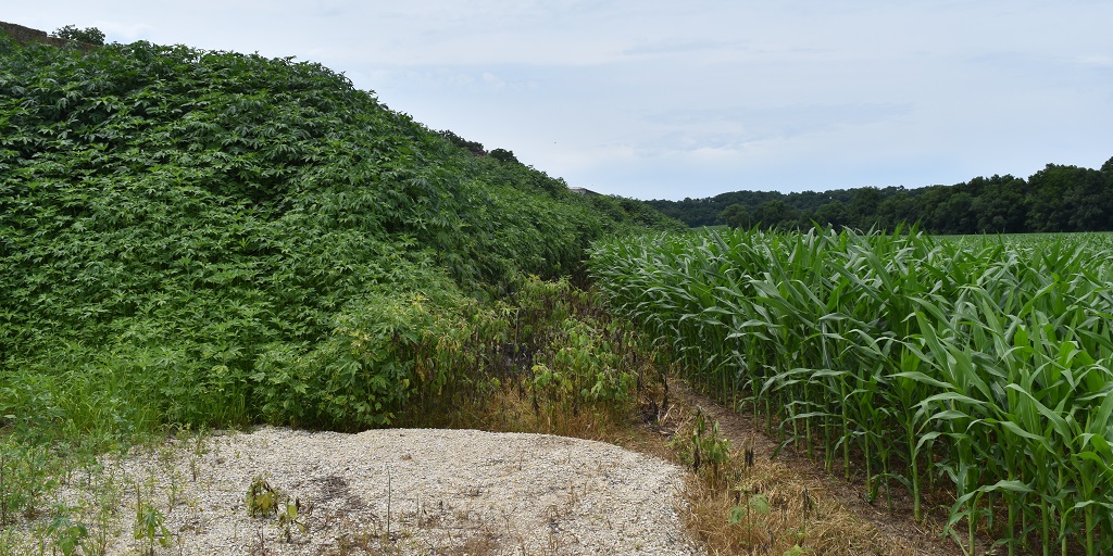 This agronomic image shows Giant ragweed plants cover an embankment adjacent to a corn field.