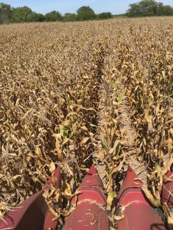 This agronomic image shows Clean rows at harvest.
