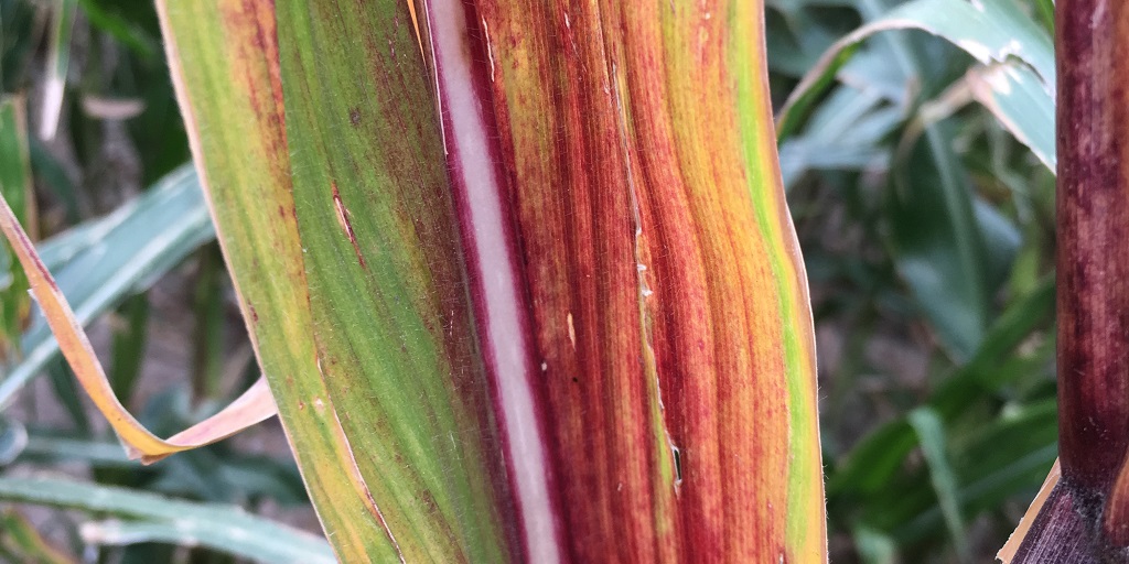 This agronomic image shows nutrient deficiency in corn leaves.