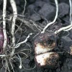 this agronomic image shows fusarium in potatoes.