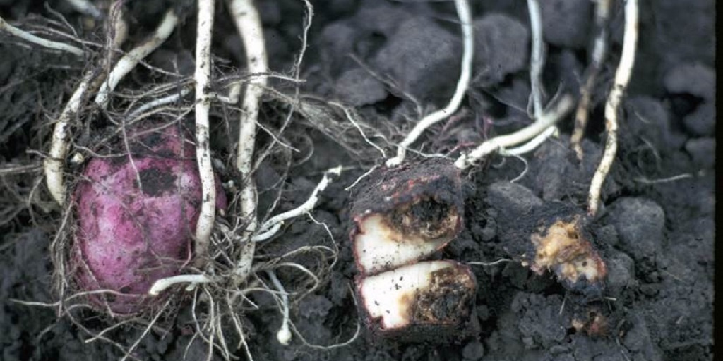 this agronomic image shows fusarium in potatoes.