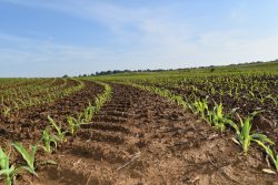 New Baden, IL, 2018: Corn emerges in a clean Acuron-treated field.