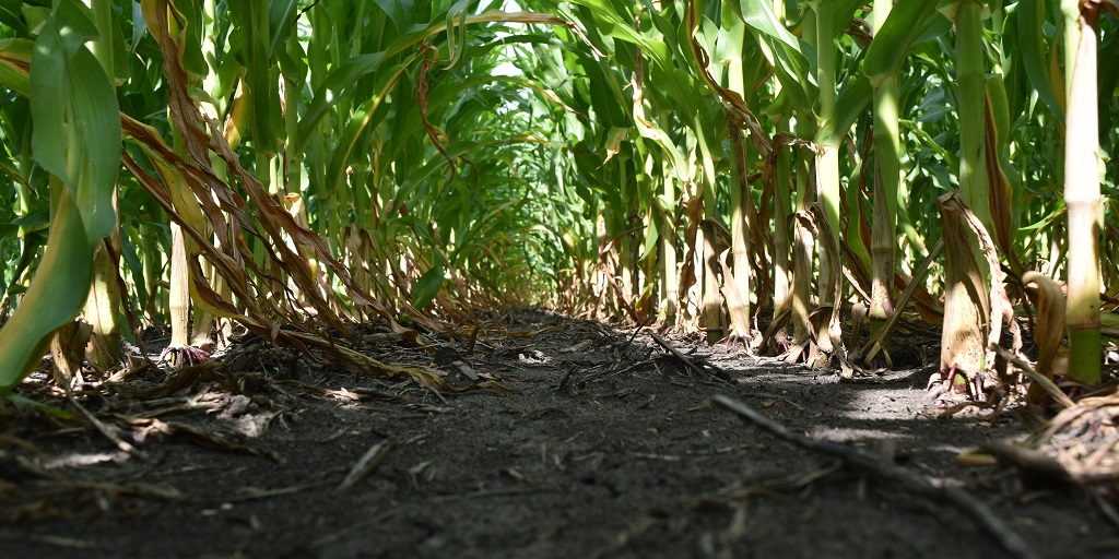 This agronomic image shows a Two-pass application of Acuron® corn herbicide 69 days after the second pass.