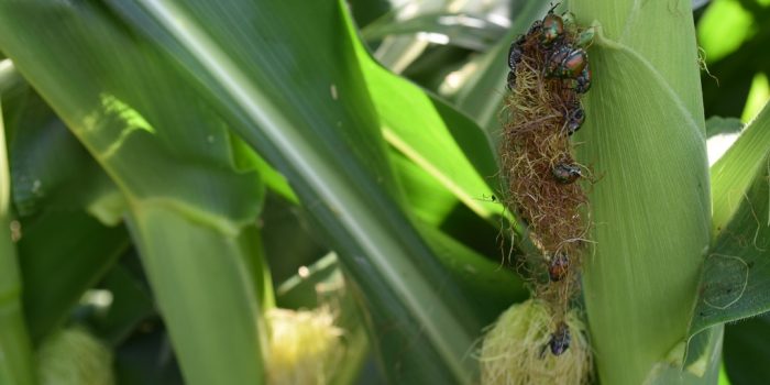This agronomic image shows Japanese beetles feeding on corn silks.
