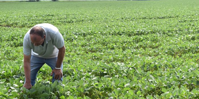 This agronomic image shows a grower scouting though his soybeans.