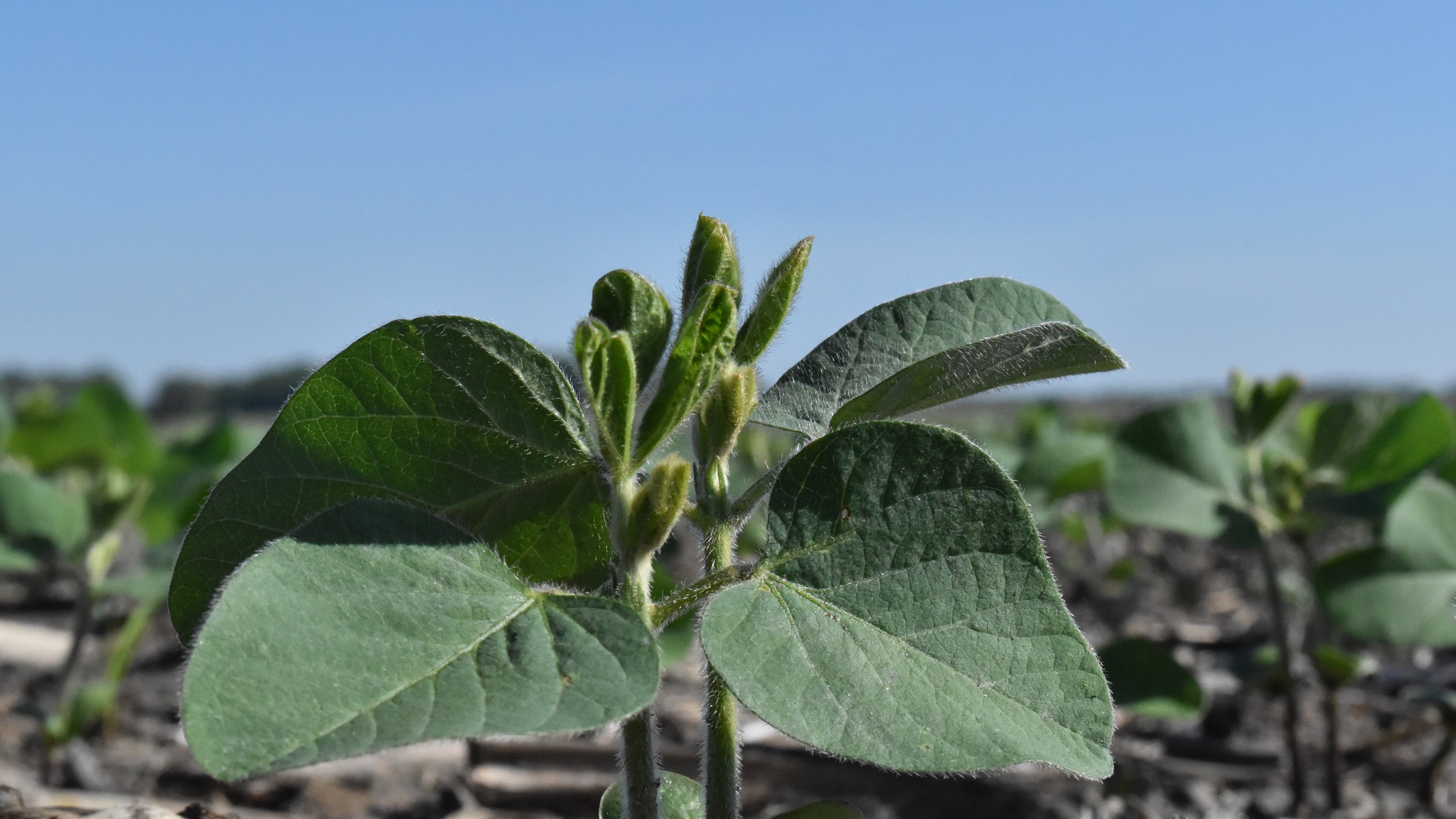 this agronomic image shows a soybean seedling